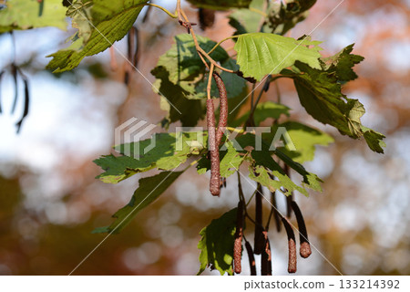 Alnus hirsuta, also known as Alnus sibirica, is a deciduous alder tree with gray hairy leaf undersides and shallowly lobed margins, growing along cool Korean mountain valleys. Photographed in Korea. 133214392