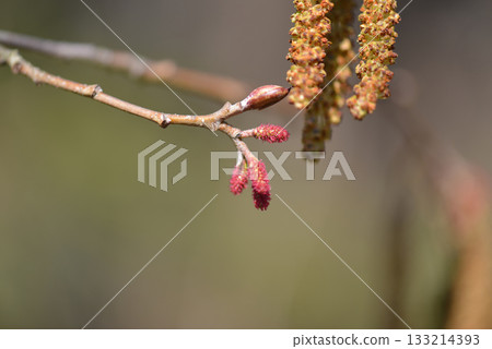 Alnus hirsuta, also known as Alnus sibirica, is a deciduous alder tree with gray hairy leaf undersides and shallowly lobed margins, growing along cool Korean mountain valleys. Photographed in Korea. Alnus hirsuta, also known as Alnus sibirica, is a deciduous alder tree with gray hairy leaf undersides and shallowly lobed margins, growing along cool Korean mountain valleys. Photographed in Korea. 133214393