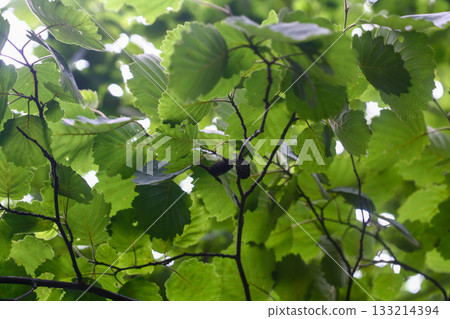 Alnus hirsuta, also known as Alnus sibirica, is a deciduous alder tree with gray hairy leaf undersides and shallowly lobed margins, growing along cool Korean mountain valleys. Photographed in Korea. Alnus hirsuta, also known as Alnus sibirica, is a deciduous alder tree with gray hairy leaf undersides and shallowly lobed margins, growing along cool Korean mountain valleys. Photographed in Korea. 133214394