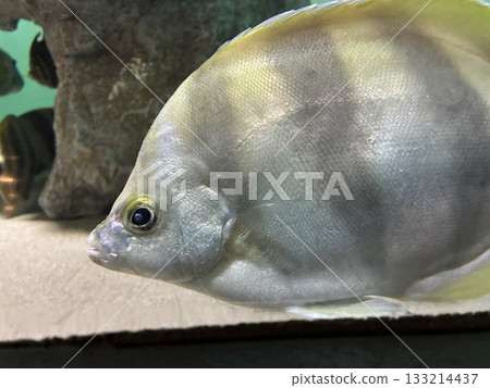 Moon lighter 133214437