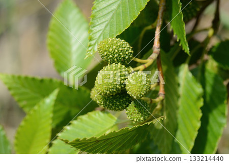 Alnus firma is a deciduous alder tree with narrow ovate leaves, serrated margins, and winged catkin fruits that ripen in autumn, thriving on Korean mountain slopes and river edges.  133214440