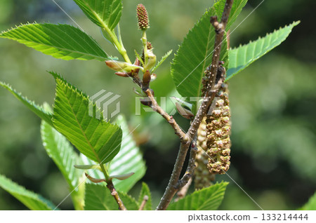 Alnus firma is a deciduous alder tree with narrow ovate leaves, serrated margins, and winged catkin fruits that ripen in autumn, thriving on Korean mountain slopes and river edges. Alnus firma is a deciduous alder tree with narrow ovate leaves, serrated margins, and winged catkin fruits that ripen in autumn, thriving on Korean mountain slopes and river edges. 133214444