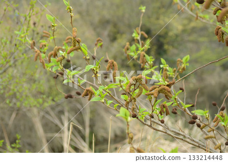 Alnus firma is a deciduous alder tree with narrow ovate leaves, serrated margins, and winged catkin fruits that ripen in autumn, thriving on Korean mountain slopes and river edges. Alnus firma is a deciduous alder tree with narrow ovate leaves, serrated margins, and winged catkin fruits that ripen in autumn, thriving on Korean mountain slopes and river edges. 133214448