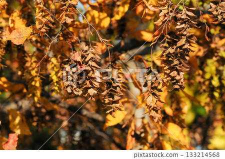 Carpinus spp. is a deciduous hornbeam tree with ribbed gray bark, serrated oval leaves, and small winged fruits that ripen in autumn, growing widely in Korean forests. Photographed in Korea. 133214568