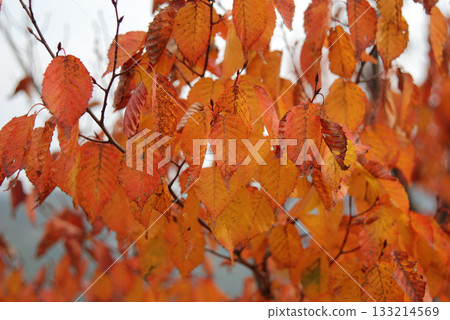 Carpinus spp. is a deciduous hornbeam tree with ribbed gray bark, serrated oval leaves, and small winged fruits that ripen in autumn, growing widely in Korean forests. Photographed in Korea. Carpinus spp. is a deciduous hornbeam tree with ribbed gray bark, serrated oval leaves, and small winged fruits that ripen in autumn, growing widely in Korean forests. Photographed in Korea. 133214569