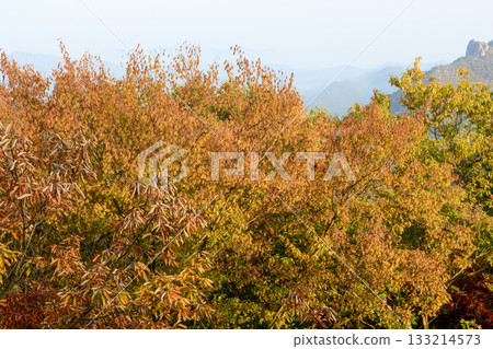 Carpinus spp. is a deciduous hornbeam tree with ribbed gray bark, serrated oval leaves, and small winged fruits that ripen in autumn, growing widely in Korean forests. Photographed in Korea. Carpinus spp. is a deciduous hornbeam tree with ribbed gray bark, serrated oval leaves, and small winged fruits that ripen in autumn, growing widely in Korean forests. Photographed in Korea. 133214573