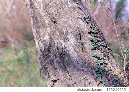 Carpinus turczaninowii is a medium deciduous hornbeam tree with serrated oval leaves, finely cracked gray bark, and dense curved branches, commonly grown in Korean forests and gardens.  133214633