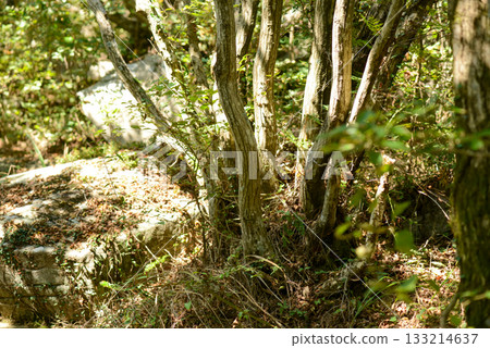 Carpinus turczaninowii is a medium deciduous hornbeam tree with serrated oval leaves, finely cracked gray bark, and dense curved branches, commonly grown in Korean forests and gardens. Carpinus turczaninowii is a medium deciduous hornbeam tree with serrated oval leaves, finely cracked gray bark, and dense curved branches, commonly grown in Korean forests and gardens. 133214637
