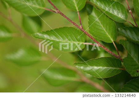 Carpinus turczaninowii is a medium deciduous hornbeam tree with serrated oval leaves, finely cracked gray bark, and dense curved branches, commonly grown in Korean forests and gardens. Carpinus turczaninowii is a medium deciduous hornbeam tree with serrated oval leaves, finely cracked gray bark, and dense curved branches, commonly grown in Korean forests and gardens. 133214640