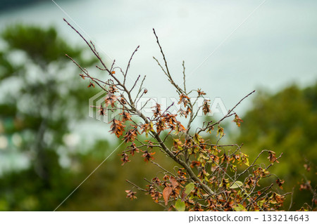 Carpinus turczaninowii is a medium deciduous hornbeam tree with serrated oval leaves, finely cracked gray bark, and dense curved branches, commonly grown in Korean forests and gardens. Carpinus turczaninowii is a medium deciduous hornbeam tree with serrated oval leaves, finely cracked gray bark, and dense curved branches, commonly grown in Korean forests and gardens. 133214643