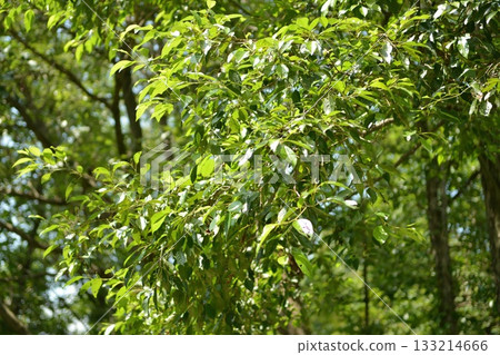 Alnus japonica, deciduous alder tree with glossy serrated leaves and winged autumn nuts. Photographed in Korea. 133214666