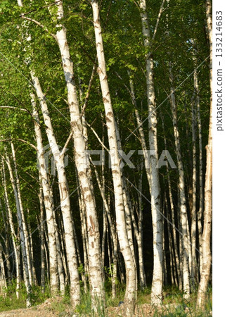 Betula platyphylla is a deciduous white birch tree with peeling white bark, serrated oval leaves, and winged autumn seeds, growing in cool Korean mountain forests. Photographed in Korea. Betula platyphylla is a deciduous white birch tree with peeling white bark, serrated oval leaves, and winged autumn seeds, growing in cool Korean mountain forests. Photographed in Korea. 133214683
