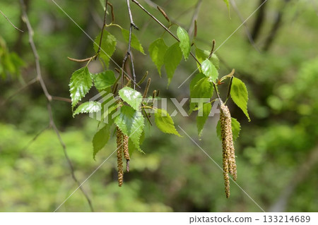 Betula platyphylla is a deciduous white birch tree with peeling white bark, serrated oval leaves, and winged autumn seeds, growing in cool Korean mountain forests. Photographed in Korea. Betula platyphylla is a deciduous white birch tree with peeling white bark, serrated oval leaves, and winged autumn seeds, growing in cool Korean mountain forests. Photographed in Korea. 133214689