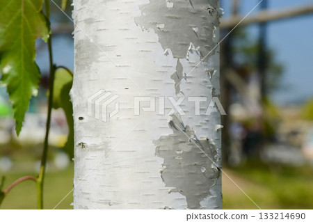 Betula platyphylla is a deciduous white birch tree with peeling white bark, serrated oval leaves, and winged autumn seeds, growing in cool Korean mountain forests. Photographed in Korea. 133214690