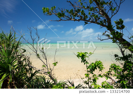 鮮綠色海和白色沙灘和綠色 133214700