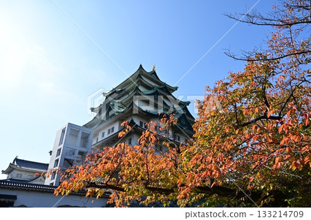 Autumnal cherry blossoms and the castle tower (Nagoya Castle) 133214709