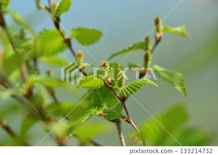 Betula ermanii is an alpine birch with peeling white bark, sharp triangular leaves, and horizontal lenticels, growing on high Korean mountain slopes. Photographed in Korea. 133214732