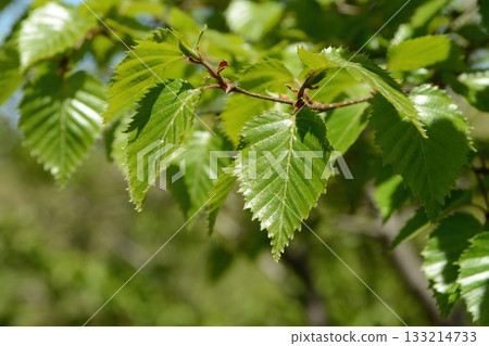Betula ermanii is an alpine birch with peeling white bark, sharp triangular leaves, and horizontal lenticels, growing on high Korean mountain slopes. Photographed in Korea. 133214733