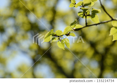 Betula ermanii is an alpine birch with peeling white bark, sharp triangular leaves, and horizontal lenticels, growing on high Korean mountain slopes. Photographed in Korea. Betula ermanii is an alpine birch with peeling white bark, sharp triangular leaves, and horizontal lenticels, growing on high Korean mountain slopes. Photographed in Korea. 133214734