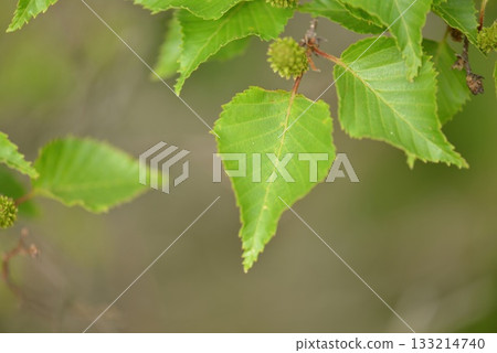 Betula ermanii is an alpine birch with peeling white bark, sharp triangular leaves, and horizontal lenticels, growing on high Korean mountain slopes. Photographed in Korea. 133214740