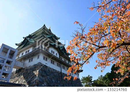 染井吉野櫻花樹的秋葉和名古屋城的天守閣 染井吉野櫻花樹的秋葉和名古屋城的天守閣 133214760