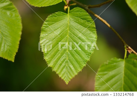 Alnus maximowiczii, mountain alder with heart-shaped leaves and clustered cone-like fruits. Photographed in Korea. 133214768
