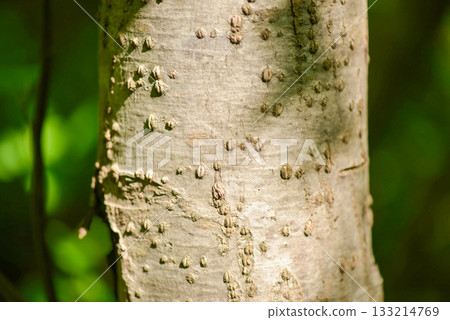 Alnus maximowiczii, mountain alder with heart-shaped leaves and clustered cone-like fruits. Photographed in Korea. 133214769