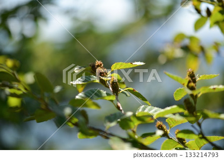 Betula chinensis is a deciduous birch with gray bark, hairy young twigs, and small serrated leaves, growing in rocky Korean mountain slopes around 10m tall. Photographed in Korea. 133214793