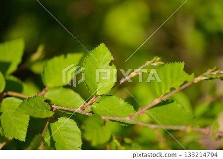 Betula chinensis is a deciduous birch with gray bark, hairy young twigs, and small serrated leaves, growing in rocky Korean mountain slopes around 10m tall. Photographed in Korea. Betula chinensis is a deciduous birch with gray bark, hairy young twigs, and small serrated leaves, growing in rocky Korean mountain slopes around 10m tall. Photographed in Korea. 133214794