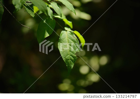 Betula chinensis is a deciduous birch with gray bark, hairy young twigs, and small serrated leaves, growing in rocky Korean mountain slopes around 10m tall. Photographed in Korea. 133214797