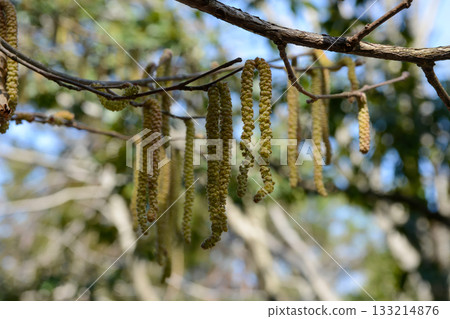 Corylus sieboldiana, Japanese hazel shrub with gray bark and soft hairy twigs from Korean mountain slopes. Photographed in Korea. 133214876