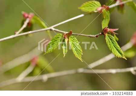 Corylus sieboldiana, Japanese hazel shrub with gray bark and soft hairy twigs from Korean mountain slopes. Photographed in Korea. 133214883