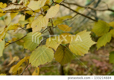 Corylus sieboldiana, Japanese hazel shrub with gray bark and soft hairy twigs from Korean mountain slopes. Photographed in Korea. Corylus sieboldiana, Japanese hazel shrub with gray bark and soft hairy twigs from Korean mountain slopes. Photographed in Korea. 133214884