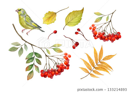 Watercolor set of autumn leaves, rowan branches, berries and greenfinch. Good for postcards, invitations, greeting cards, wallpaper and textiles 133214893