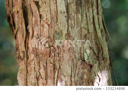 Ostrya japonica, hop hornbeam tree with drooping hop-like fruit clusters growing in Korean forests. Photographed in Korea. Ostrya japonica, hop hornbeam tree with drooping hop-like fruit clusters growing in Korean forests. Photographed in Korea. 133214898