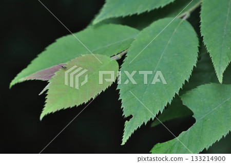 Ostrya japonica, hop hornbeam tree with drooping hop-like fruit clusters growing in Korean forests. Photographed in Korea. 133214900