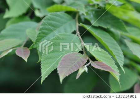 Ostrya japonica, hop hornbeam tree with drooping hop-like fruit clusters growing in Korean forests. Photographed in Korea. Ostrya japonica, hop hornbeam tree with drooping hop-like fruit clusters growing in Korean forests. Photographed in Korea. 133214901