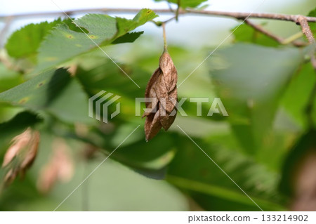 Ostrya japonica, hop hornbeam tree with drooping hop-like fruit clusters growing in Korean forests. Photographed in Korea. 133214902