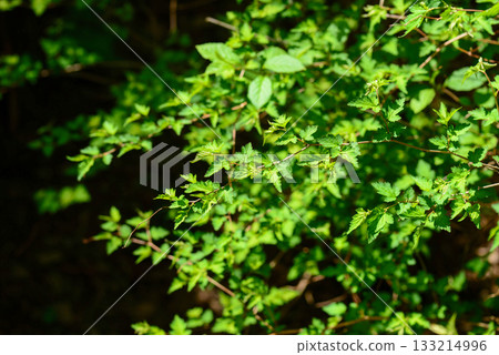 Stephanandra incisa, cutleaf shrub with arching branches and serrated leaves growing in Korean forest slopes. Photographed in Korea. Stephanandra incisa, cutleaf shrub with arching branches and serrated leaves growing in Korean forest slopes. Photographed in Korea. 133214996