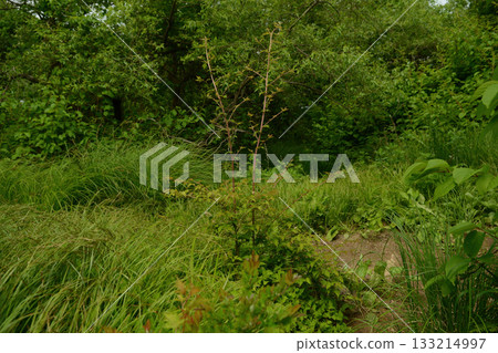 Stephanandra incisa, cutleaf shrub with arching branches and serrated leaves growing in Korean forest slopes. Photographed in Korea. 133214997