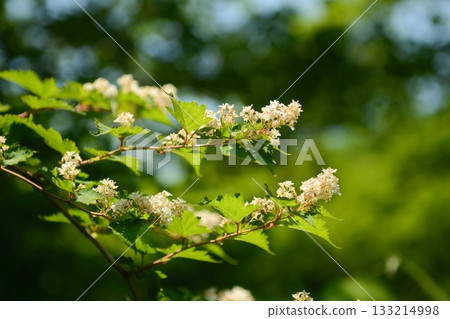 Stephanandra incisa, cutleaf shrub with arching branches and serrated leaves growing in Korean forest slopes. Photographed in Korea. Stephanandra incisa, cutleaf shrub with arching branches and serrated leaves growing in Korean forest slopes. Photographed in Korea. 133214998