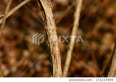 Stephanandra incisa, cutleaf shrub with arching branches and serrated leaves growing in Korean forest slopes. Photographed in Korea. 133214999