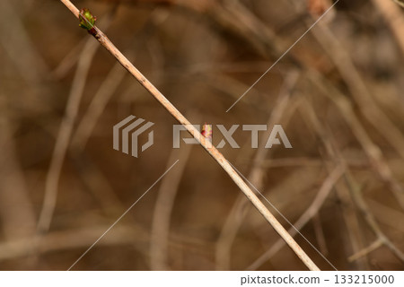Stephanandra incisa, cutleaf shrub with arching branches and serrated leaves growing in Korean forest slopes. Photographed in Korea. 133215000