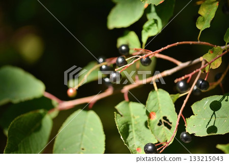 Prunus padus is a deciduous Rosaceae tree with white fragrant raceme flowers, serrated oval leaves, and dark drupes, commonly found in moist Korean woodland. Photographed in Korea. 133215043