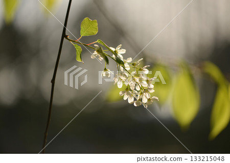 Prunus padus is a deciduous Rosaceae tree with white fragrant raceme flowers, serrated oval leaves, and dark drupes, commonly found in moist Korean woodland. Photographed in Korea. 133215048