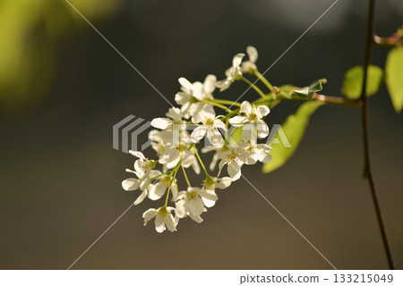 Prunus padus is a deciduous Rosaceae tree with white fragrant raceme flowers, serrated oval leaves, and dark drupes, commonly found in moist Korean woodland. Photographed in Korea. Prunus padus is a deciduous Rosaceae tree with white fragrant raceme flowers, serrated oval leaves, and dark drupes, commonly found in moist Korean woodland. Photographed in Korea. 133215049