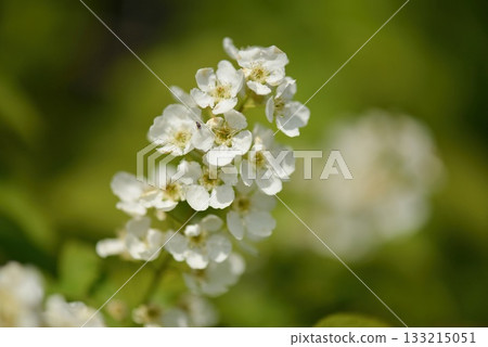 Prunus padus is a deciduous Rosaceae tree with white fragrant raceme flowers, serrated oval leaves, and dark drupes, commonly found in moist Korean woodland. Photographed in Korea. Prunus padus is a deciduous Rosaceae tree with white fragrant raceme flowers, serrated oval leaves, and dark drupes, commonly found in moist Korean woodland. Photographed in Korea. 133215051