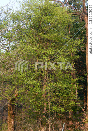 Prunus padus is a deciduous Rosaceae tree with white fragrant raceme flowers, serrated oval leaves, and dark drupes, commonly found in moist Korean woodland. Photographed in Korea. Prunus padus is a deciduous Rosaceae tree with white fragrant raceme flowers, serrated oval leaves, and dark drupes, commonly found in moist Korean woodland. Photographed in Korea. 133215055