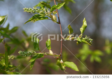 Prunus padus is a deciduous Rosaceae tree with white fragrant raceme flowers, serrated oval leaves, and dark drupes, commonly found in moist Korean woodland. Photographed in Korea. Prunus padus is a deciduous Rosaceae tree with white fragrant raceme flowers, serrated oval leaves, and dark drupes, commonly found in moist Korean woodland. Photographed in Korea. 133215056
