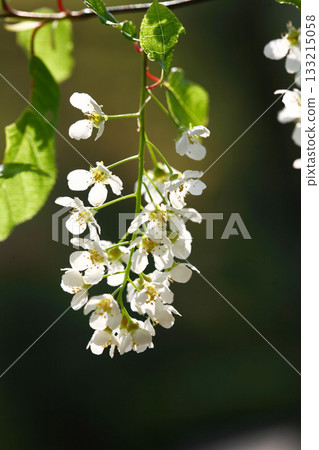 Prunus padus is a deciduous Rosaceae tree with white fragrant raceme flowers, serrated oval leaves, and dark drupes, commonly found in moist Korean woodland. Photographed in Korea. 133215058